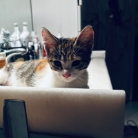 Patiş💕😻..