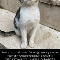 Şiddet gö..