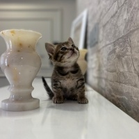 Mini mini..