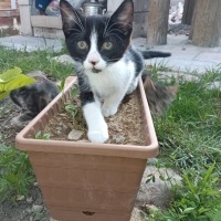 Çok tatlı..