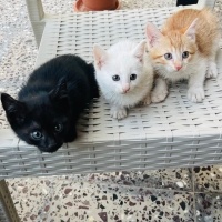 Küçük sev..