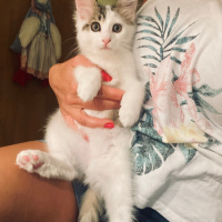 Turkish Van 3 aylık uzun tüylü