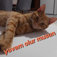 Acil sahi..