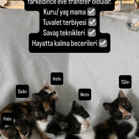 4 kız 1 e..