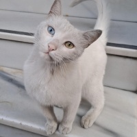 Sokağa at..