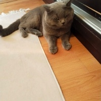ÜCRETSİZ SAHİPLENDİRME / British Shorthair