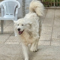 Maremma c..