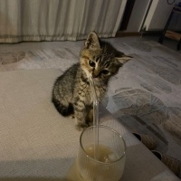 Sokağa at..