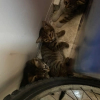 Zilli ve 4 yavrusuyla ömürlük yuvasını arıyor