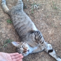 Tatlı suş..