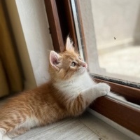 Çok acil..