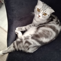 Sibel kız..