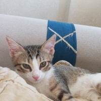 3 aylık e..
