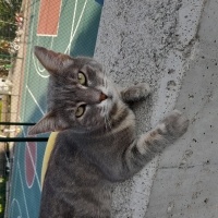 Anne kedi..