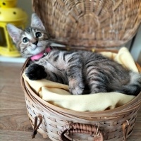 Minik oyu..