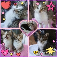 Minik Pre..