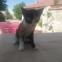 Ona yuva..