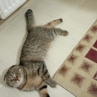 Çok uysal..