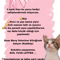 Yavru oyu..