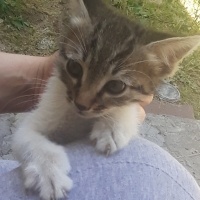 2 aylık e..