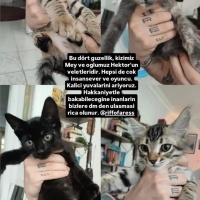 3 erkek 1..