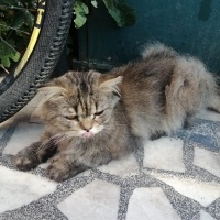 Sokağa at..