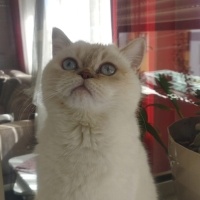 Pamugumuz..