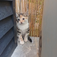 Sevdi dol..