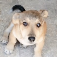 Coockie Ü..
