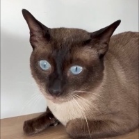 Romeo oğl..