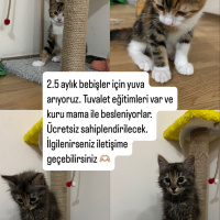 ACİL YUVA..