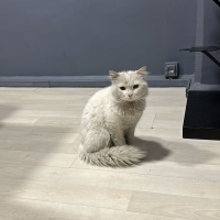 Cins kedi..