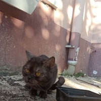Sokağa at..