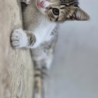 ACIL KEDI..