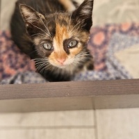 Calico ya..