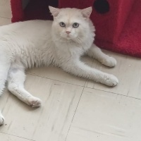 TOKMAK KA..