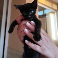 Minik pat..