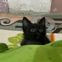 Sevgi dol..