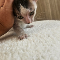 Minik Sev..