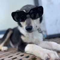 Husky-Çob..