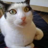 Çok zeki..