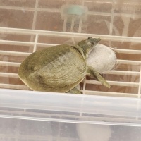 Softshell..
