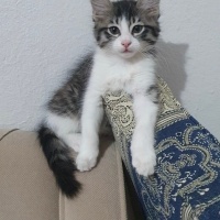 ŞEKER BOM..