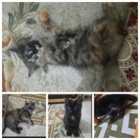 4 tane 2..
