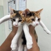 Calico Ka..