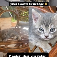 Minik yav..