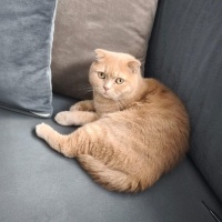 Mösyö çok..