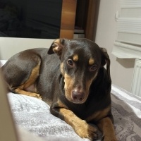 Doberman..