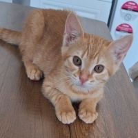 Minik Sar..