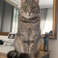 KEDİ SAHİ..
